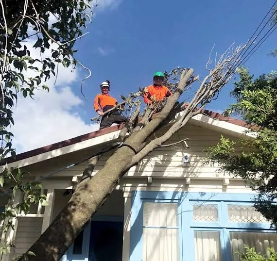 Tree Service project in Sparks