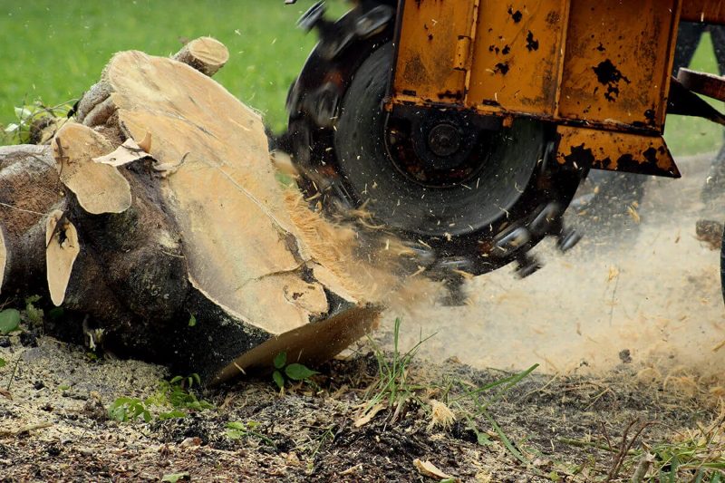 Tree Service project in Sparks