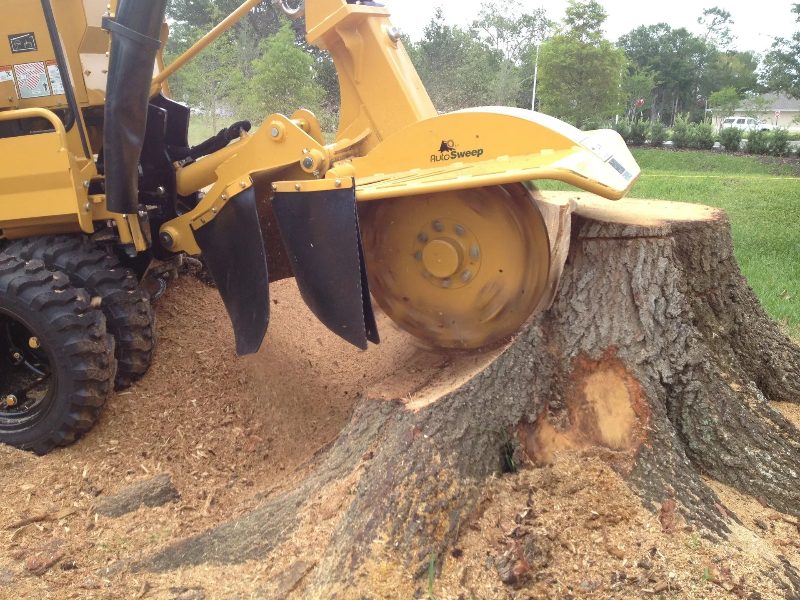 Tree Service project in Sparks