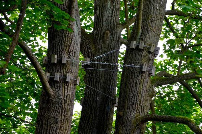 Tree Service project in Sparks