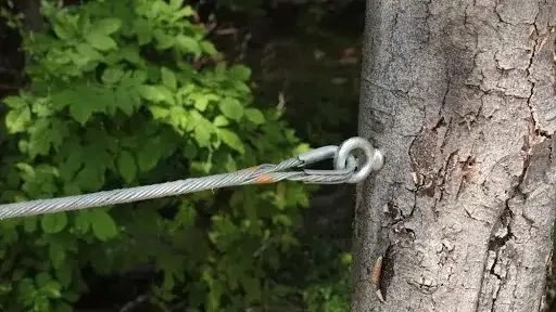 Tree Service project in Sparks