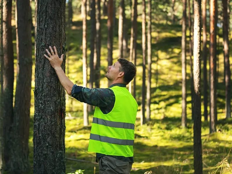 Tree Service project in Sparks