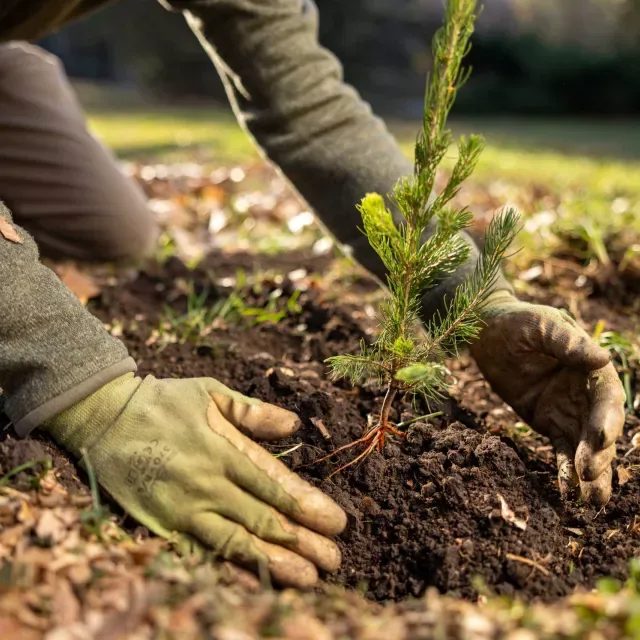 Tree Service project in Sparks