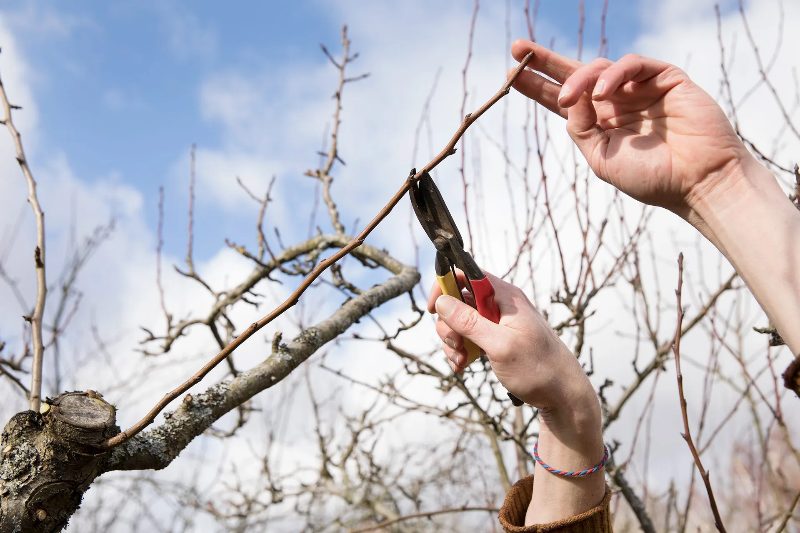 Tree Service project in Sparks