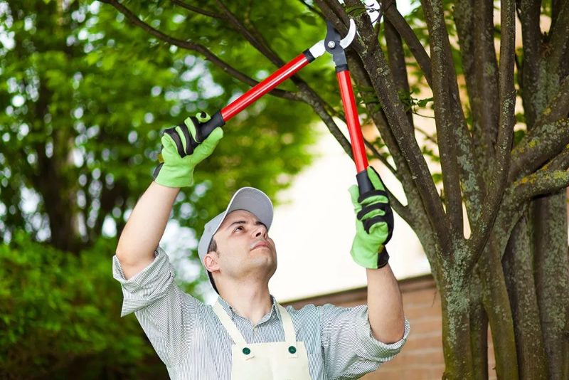 Tree Service project in Sparks