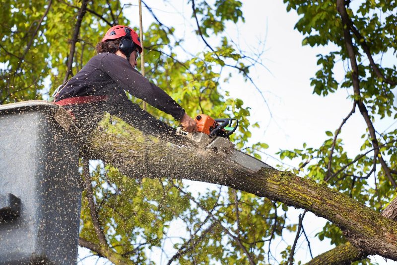 Tree Service project in Sparks