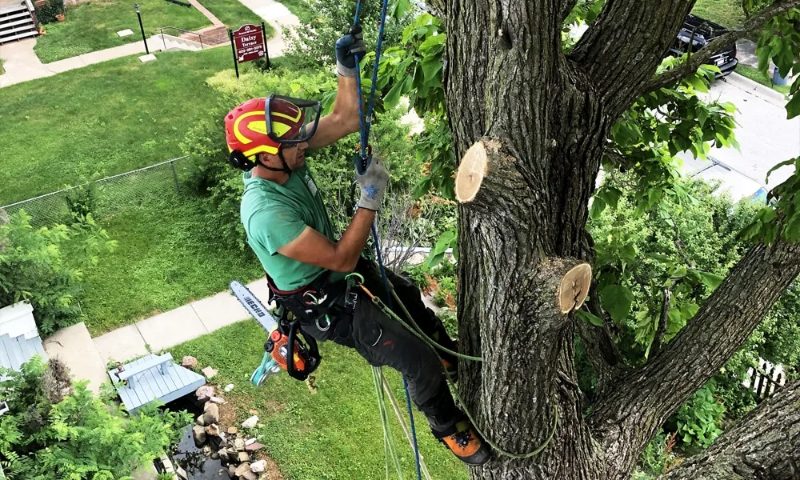 Tree Service project in Sparks