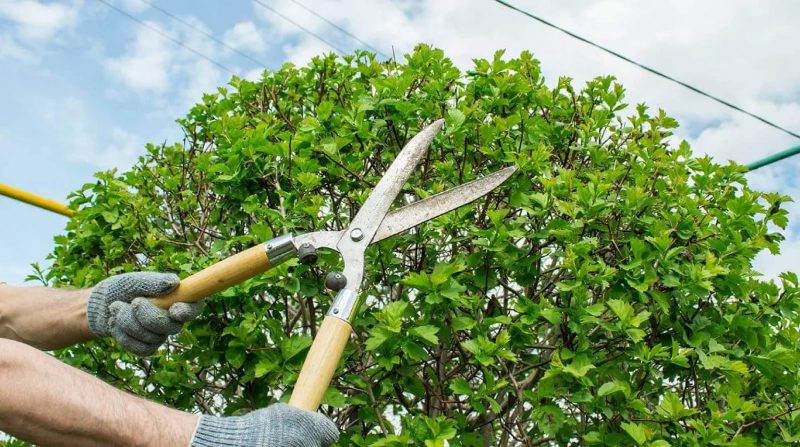 Tree Service project in Sparks