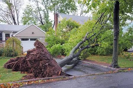 Tree Service project in Sparks