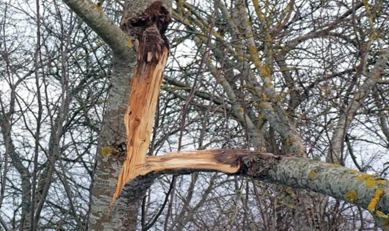 Stump Removal services in Sparks, Nevada