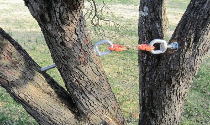 Tree Cabling in Sparks