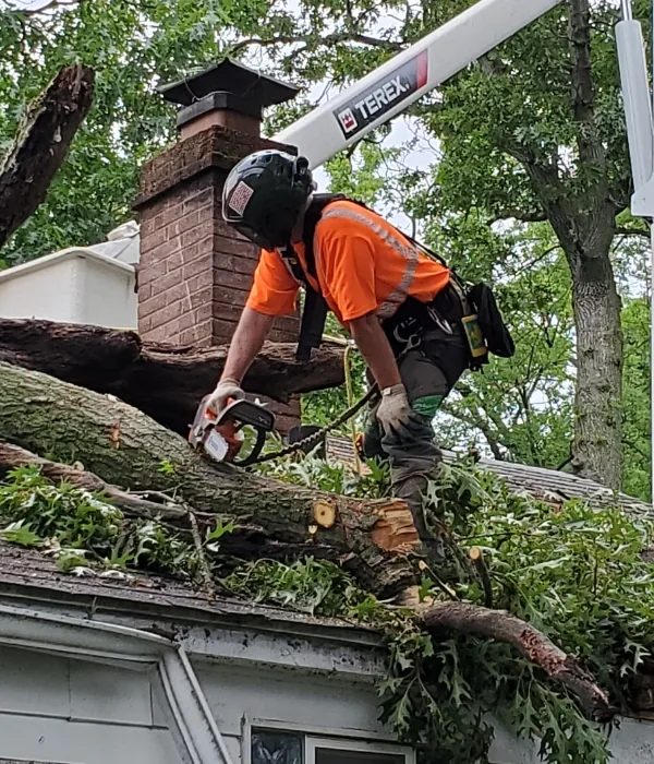 Tree Planting services in Sparks, Nevada