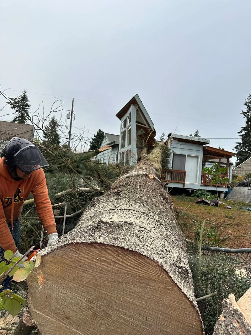 Tree Removal services in Sparks, Nevada