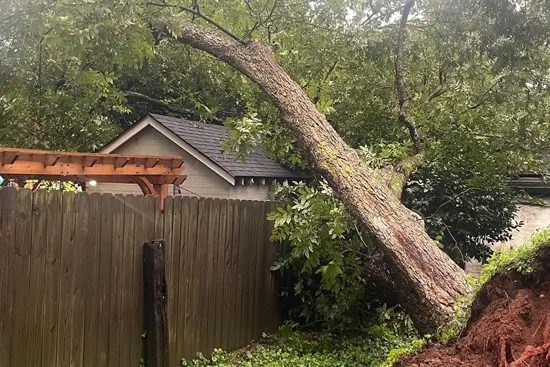 Tree Trimming services in Sparks, Nevada